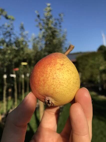 Birnbaum Doppelte Bergamotte