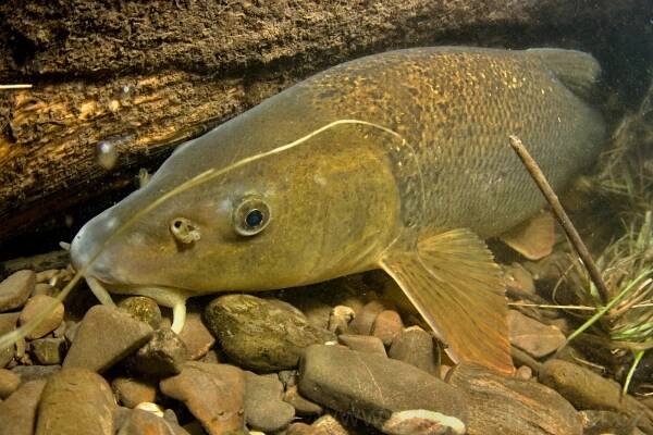 Parma obecná (Barbus barbus) Barbel – Magická hlubina