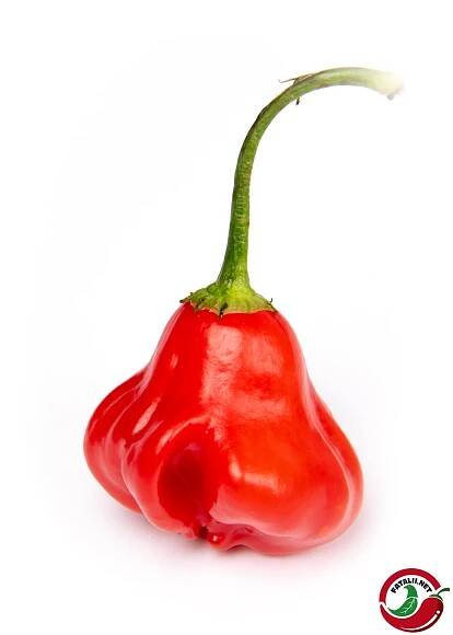 Champion » Fatalii Seeds 
