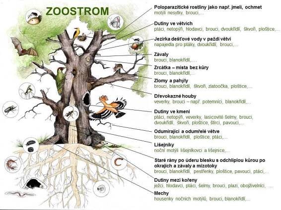 Lesní ekosystém aneb co dokáže jeden strom