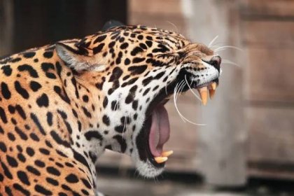 Burácející jaguár. portrét divoké zvíře — Stock obrázek