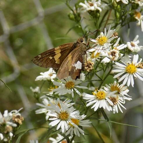 Zavíječ stříbřitý (Epargyreus clarus) na divokém heřmánku