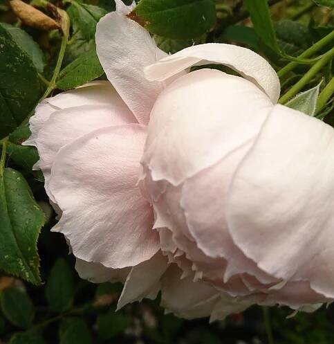 The Wedgewood Rose