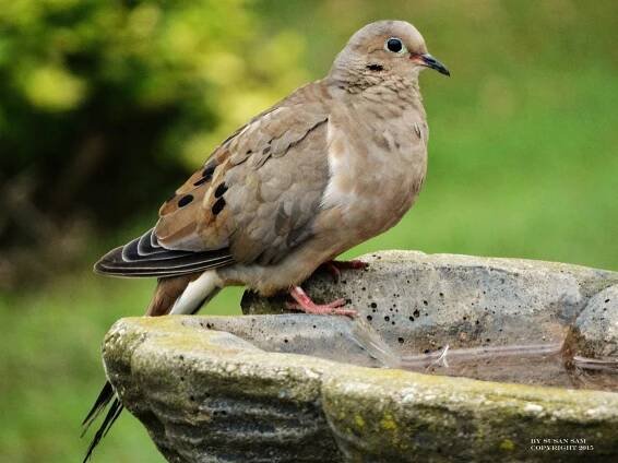 Morning Dove
