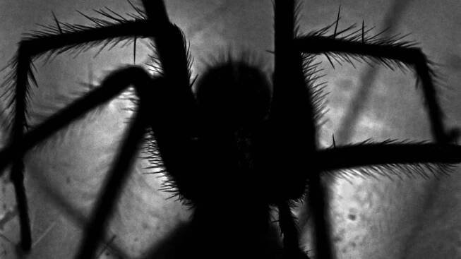 Mám v batohu tarantule, volal vyděšený mladík. Na policii čekal v dešti bosý