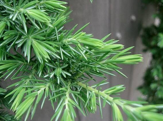 Soubor:Juniperus conferta Blue Pacific2.jpg – Wikipedie