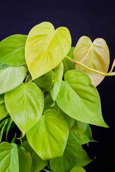 Philodendron ‘Lemon Lime' (XXL - na tyči) - Image 2