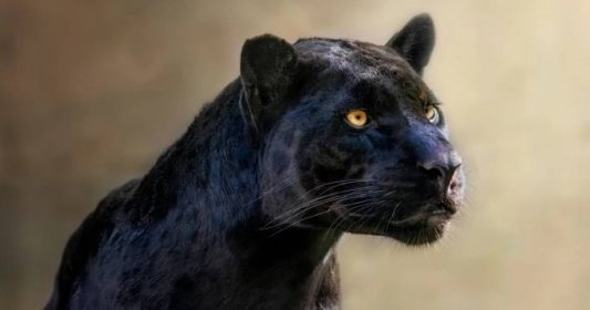 Jsou jaguár, levhart a černý panter opravdu tři různá zvířata?