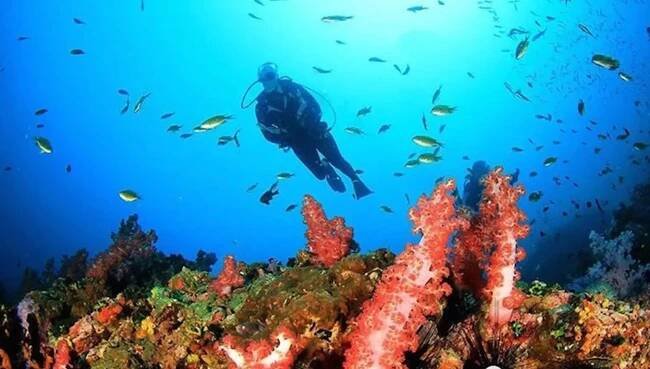 Scuba diving trips I Discover top Bali dive sites with Bali Scuba