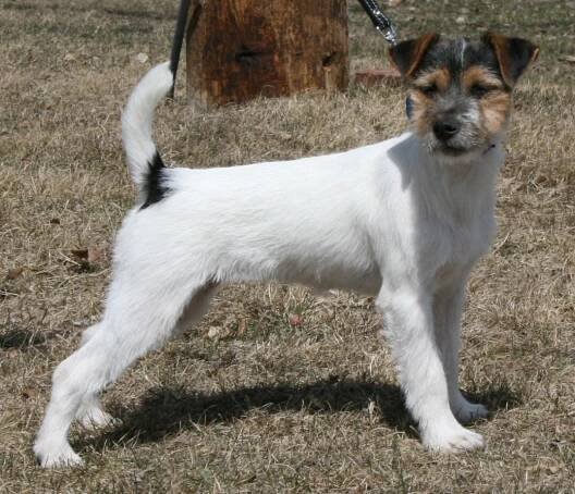 SeptiemeCiel Nikita Pearl - Parson Jack Russell