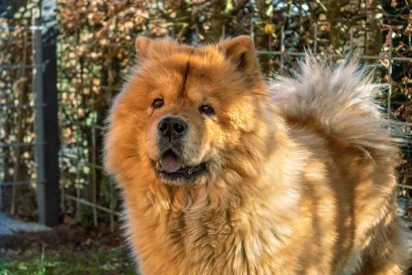 Der Chow-Chow / Ein großer Teddy mit der blauen Zunge
