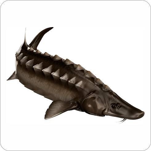 Sturgeon – Digital Fish Art