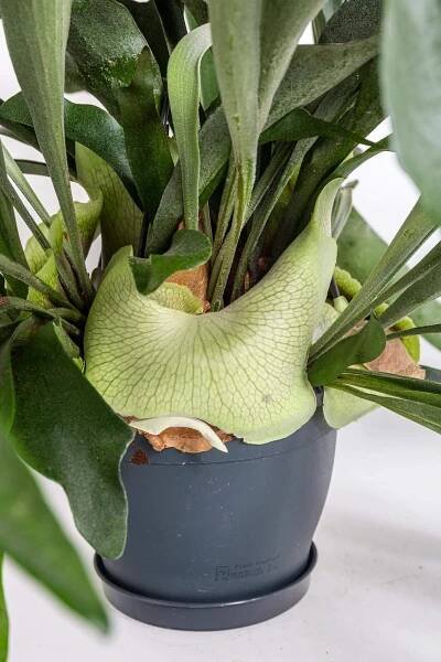 Parožnatka, Platycerium bifurcatum, závěs, průměr květináče 18 cm | ZAZUMi.cz