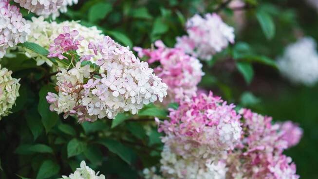 Hortensie ‚Vanille-Fraise‘: Einzigartige Sorte mit 2 Blütenfarben