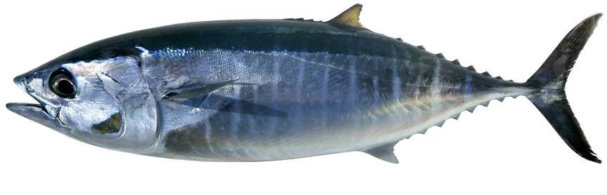 Thunfisch
