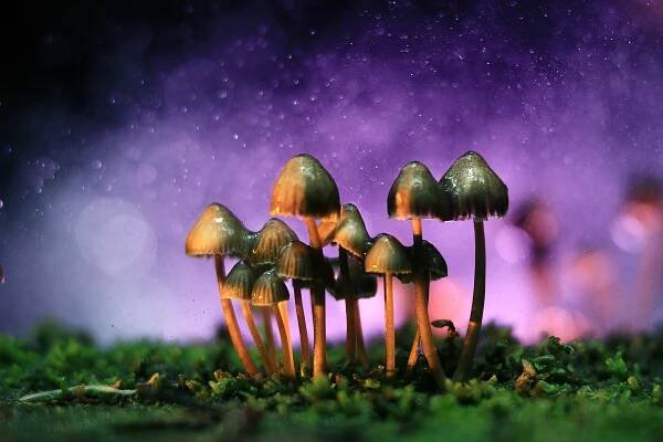 Vyhánění čerta ďáblem? Na alkoholismus možná zabírá psilocybin