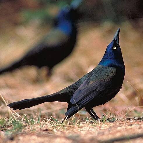 Common-grackle