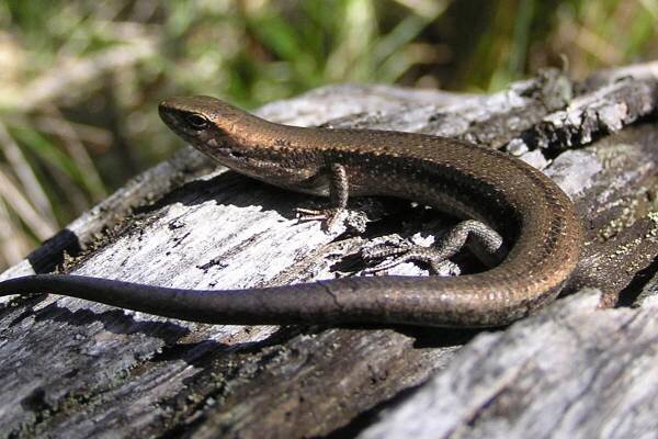 A skink