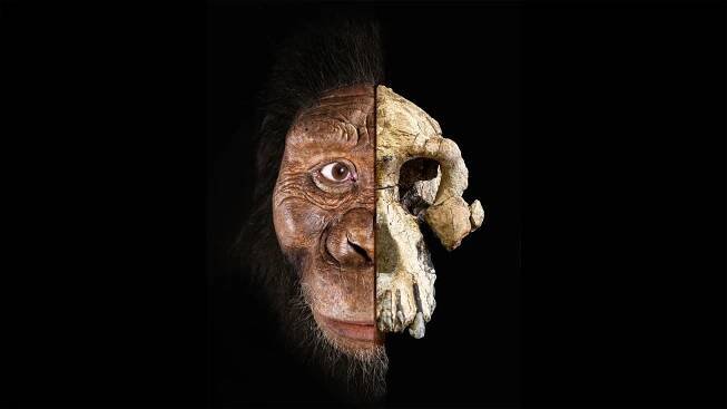 Revealing the new face of a 3.8-million-year-old early human ancestor