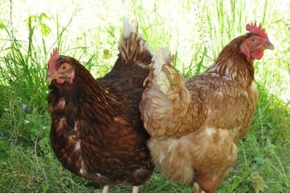 U kuřat mají červy: první příznaky a léky na léčbu