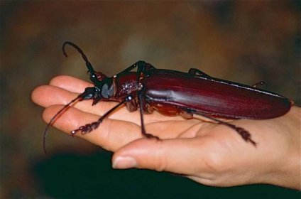 File:Titan beetle (Titanus giganteus) found by Jean NICOLAS (10331669783).jpg - Wikimedia Commons