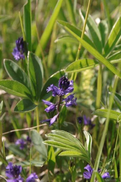 Vítod obecný (Polygala vulgaris)