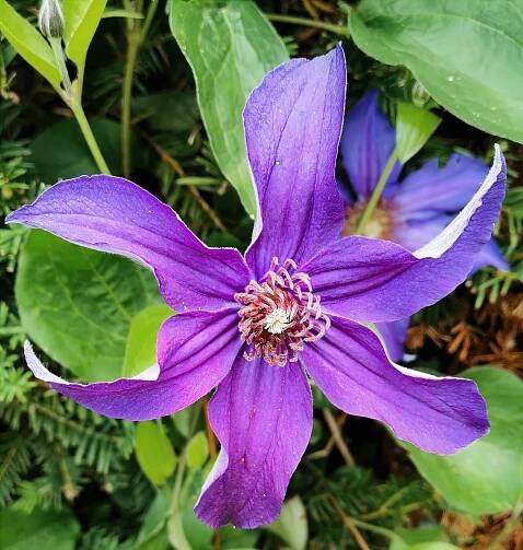 Clematis integrifolia