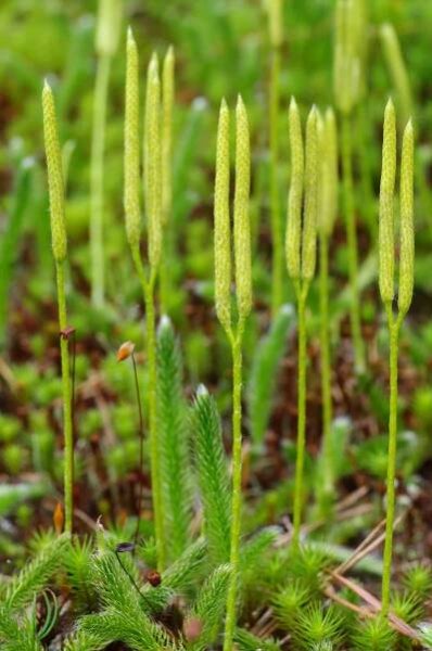 Soubor:LycopodiumClavatum.jpg – Wikipedie