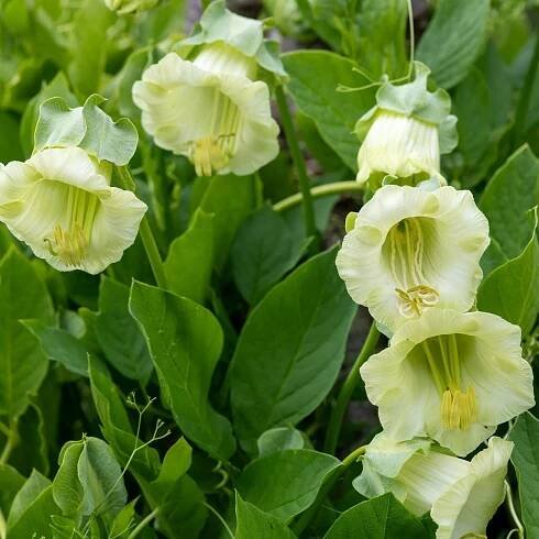 Semena vilce – Vilec šplhavý bílý – Cobaea scandens