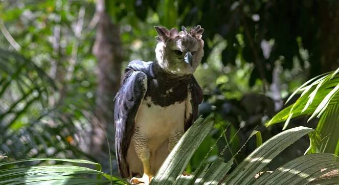 A harpy eagle (Harpia harpyja). Image by Brian Gratwicke via Flickr (CC BY 2.0).