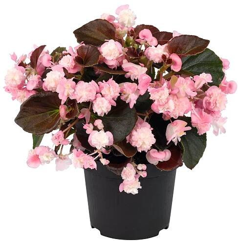 Begonia semperflorens Doublet® Pink