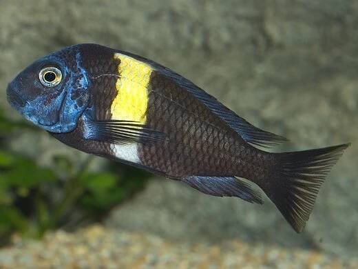 Tlamovec Duboisův (Tropheus duboisi)