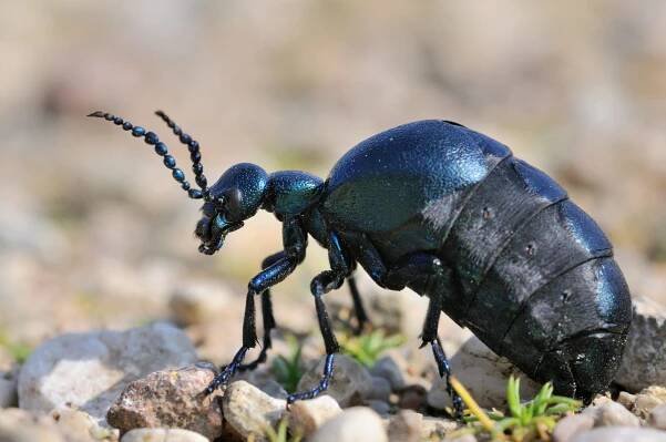 Majka fialová (Meloe violaceus) - samička