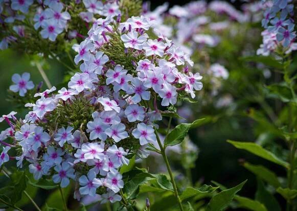 Jefferson Vineyards - Blog - Robert, Our English Gardener