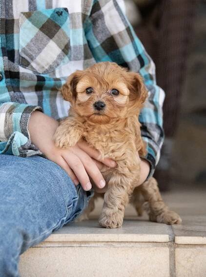 Upcoming and Available Cavapoochon Puppies — Giggle Tails