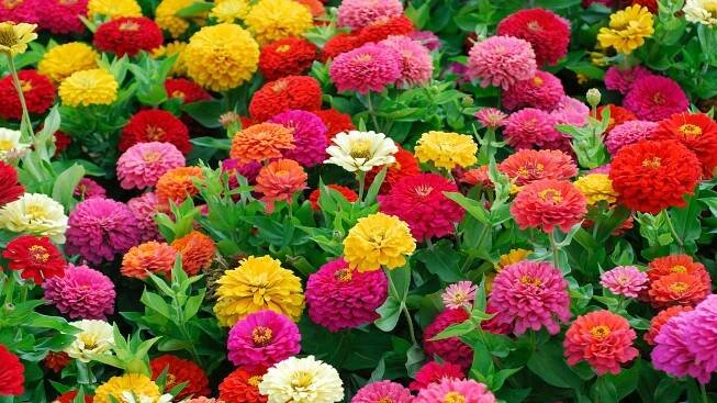 Types of zinnia: 16 uplifting varieties to grow on your plot