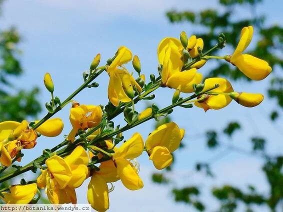 Herb Wendys - Cytisus scoparius - janovec metlat