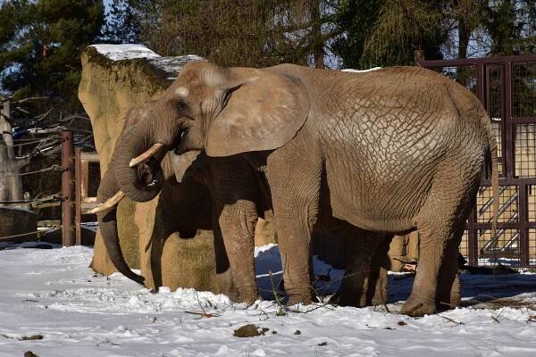 ZOO Dvůr Králové nad Labem - tammer.cz