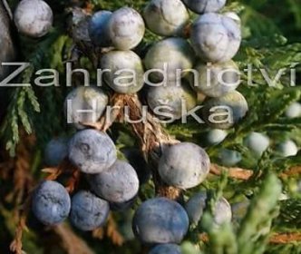 jalovec - Juniperus horizontalis &apos;Wiltonii&apos;
