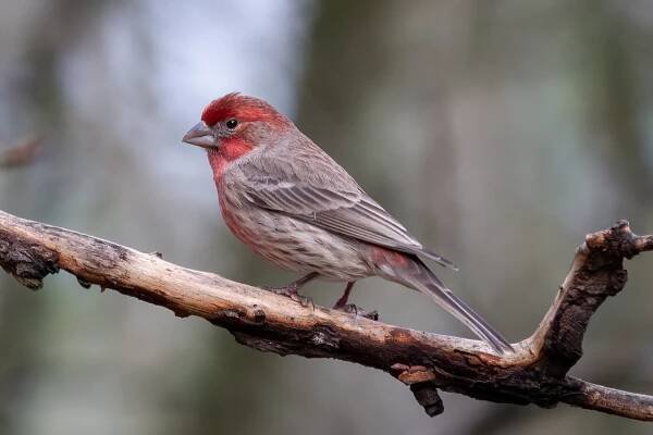 Birding Photography — Zachary C. Person 