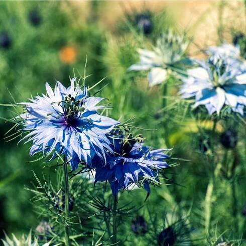 Černucha modrá damašská – Nigella Damascena – osivo černuchy