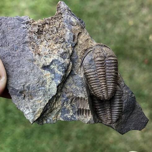 Conocoryphe cirina