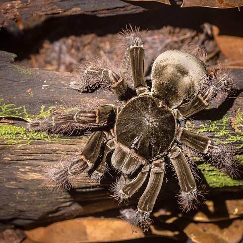 What is the largest arachnid to ever live?