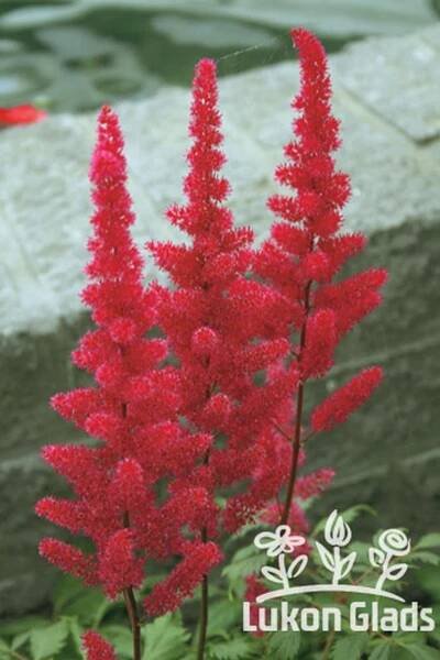 Astilbe chinensis FANAL - čechrava - Lukon Glads s.r.o.