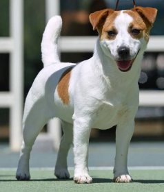 Hladký Jack Russell Terrier.jpg