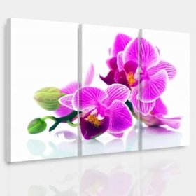 Vícedílný obraz - Orchidej v prostoru (Velikost 90x60 cm)
