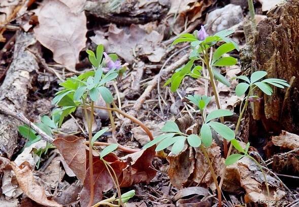 Dymnivka bobovitá (Corydalis intermedia)