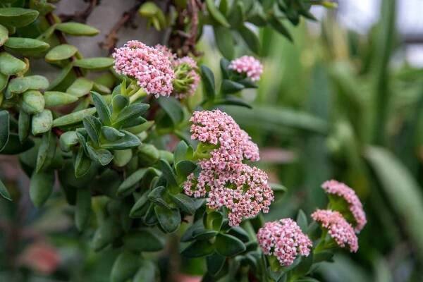 Kompletní průvodce péčí o Crassula Marnieriana