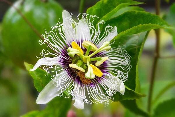 Passiflora edulis (Zdroj: Shutterstock)