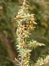 Jalovec obecný (Juniperus communis), květy, květenství